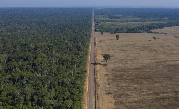 Araştırma: Amazon Ormanları'nın kendini yenilemesi kuraklık nedeniyle "kritik düzeyde yavaş" ilerliyor