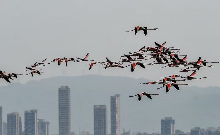 Hindistan'da yolcu uçağı flamingo sürüsüne çarptı