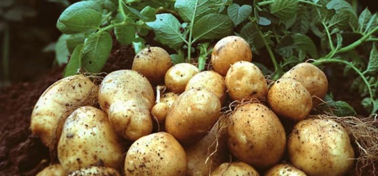 TÜK’ten patates üreticilerine duyuru: “Mağusa Soğuk Hava Deposu hizmete açıldı”
