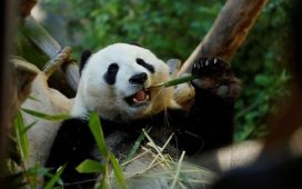Çin, Avustralya'ya yeni bir çift dev panda gönderme sözü verdi