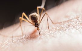 İklim değişikliğiyle Avrupa'ya adapte olan sivrisinek türleri kıtayı alarma geçirdi