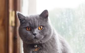 İngiltere'de evcil kedilere mikroçip takılması zorunluluğu getirildi