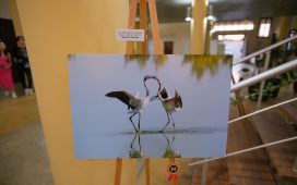 “Mağusa’nın Flamingoları” fotoğraf yarışmasının ödülleri verildi 