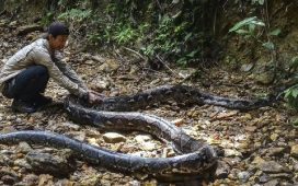 Endonezya'da 9 metrelik piton bir kadını yuttu