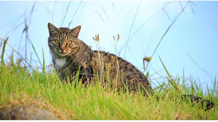 Yeni Zelanda'da "kedi avı" yarışmasında 370 yabani kedi öldürüldü